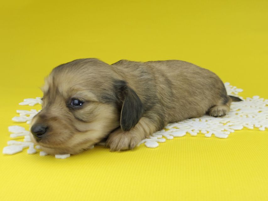 カニンヘンダックスフンド チャーム & スカッシュの子犬 イエロー（クリーム） 女の子