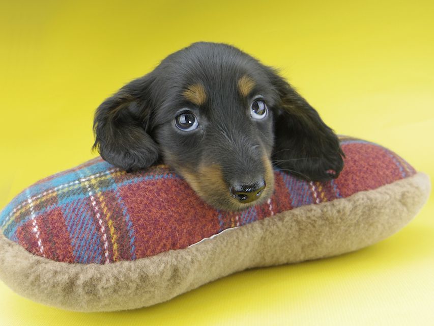 カニンヘンダックスフンド すみれ & ジムの子犬 ブラックタン 男の子