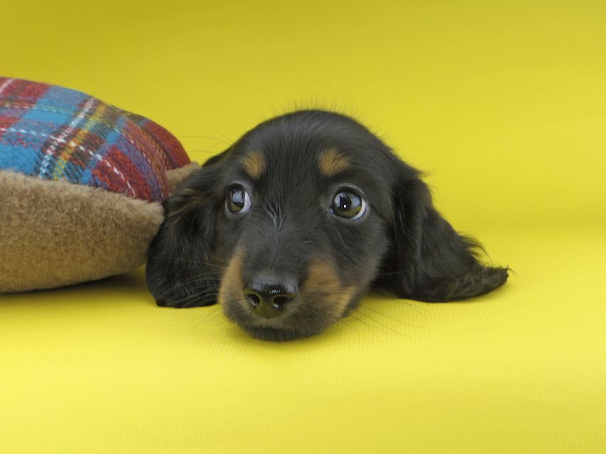 カニンヘンダックスフンド すみれ & ジムの子犬 ブラックタン 男の子