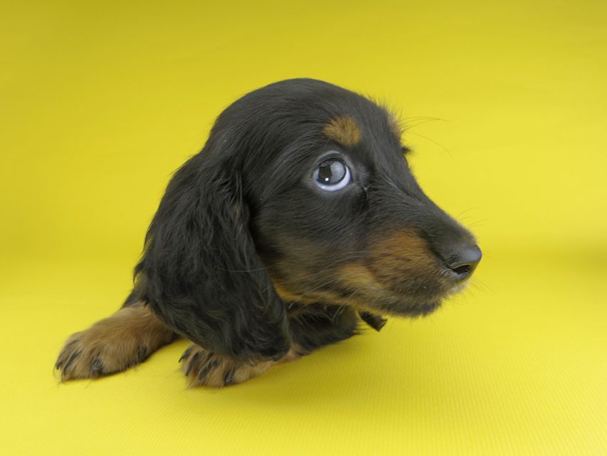 カニンヘンダックスフンド すみれ & ジムの子犬 ブラックタン 男の子