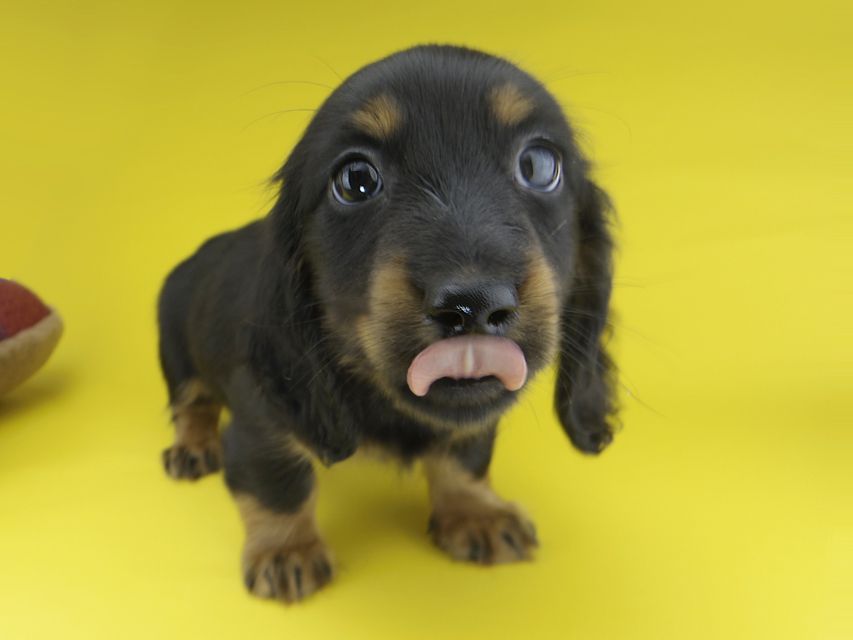 カニンヘンダックスフンド すみれ & ジムの子犬 ブラックタン 男の子