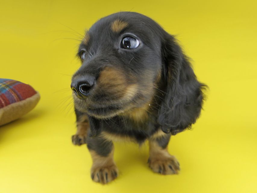 カニンヘンダックスフンド すみれ & ジムの子犬 ブラックタン 男の子