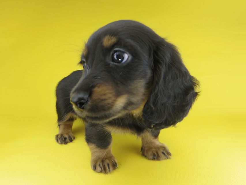 カニンヘンダックスフンド すみれ & ジムの子犬 ブラックタン 男の子