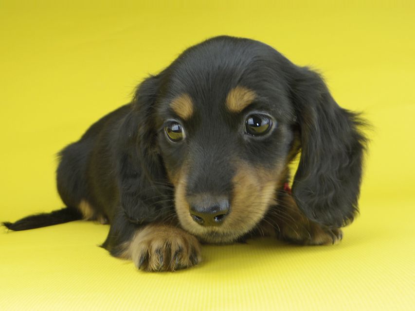 カニンヘンダックスフンド すみれ & ジムの子犬 ブラックタン 女の子