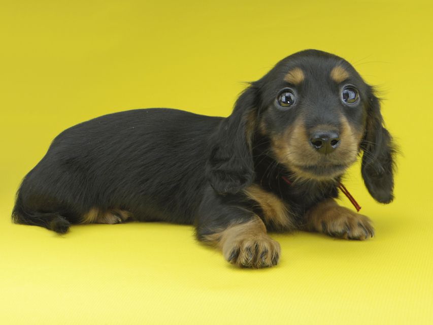 カニンヘンダックスフンド すみれ & ジムの子犬 ブラックタン 女の子