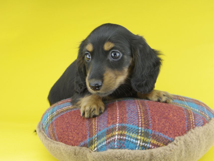 カニンヘンダックスフンド すみれ & ジムの子犬 ブラックタン 女の子