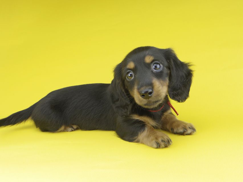 カニンヘンダックスフンド すみれ & ジムの子犬 ブラックタン 女の子