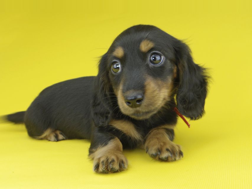 カニンヘンダックスフンド すみれ & ジムの子犬 ブラックタン 女の子