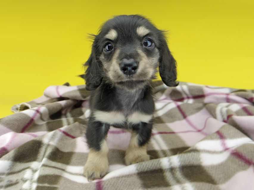 カニンヘンダックスフンド コリン & スカッシュの子犬 ブラックイエロー（ブラッククリーム） 男の子