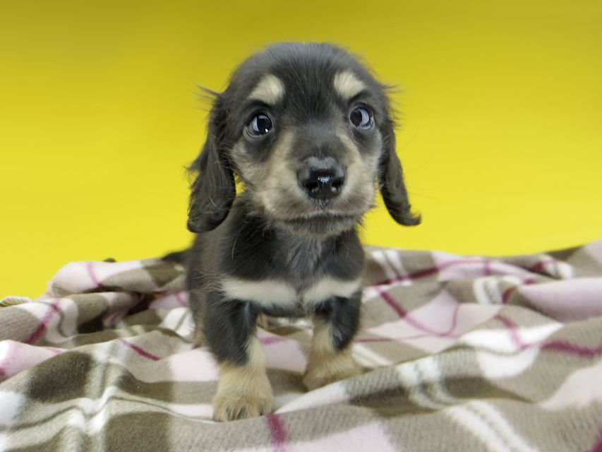 カニンヘンダックスフンド コリン & スカッシュの子犬 ブラックイエロー（ブラッククリーム） 男の子