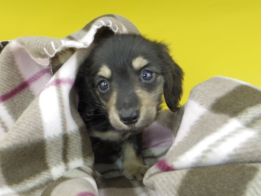 カニンヘンダックスフンド コリン & スカッシュの子犬 ブラックイエロー（ブラッククリーム） 男の子