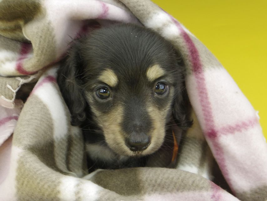 カニンヘンダックスフンド コリン & スカッシュの子犬 ブラックイエロー（ブラッククリーム） 男の子
