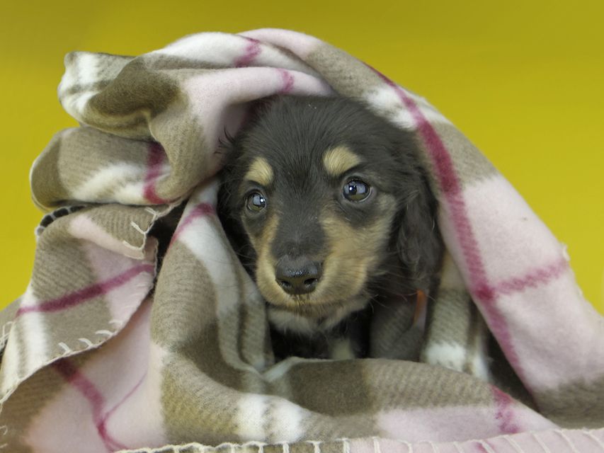 カニンヘンダックスフンド コリン & スカッシュの子犬 ブラックイエロー（ブラッククリーム） 男の子