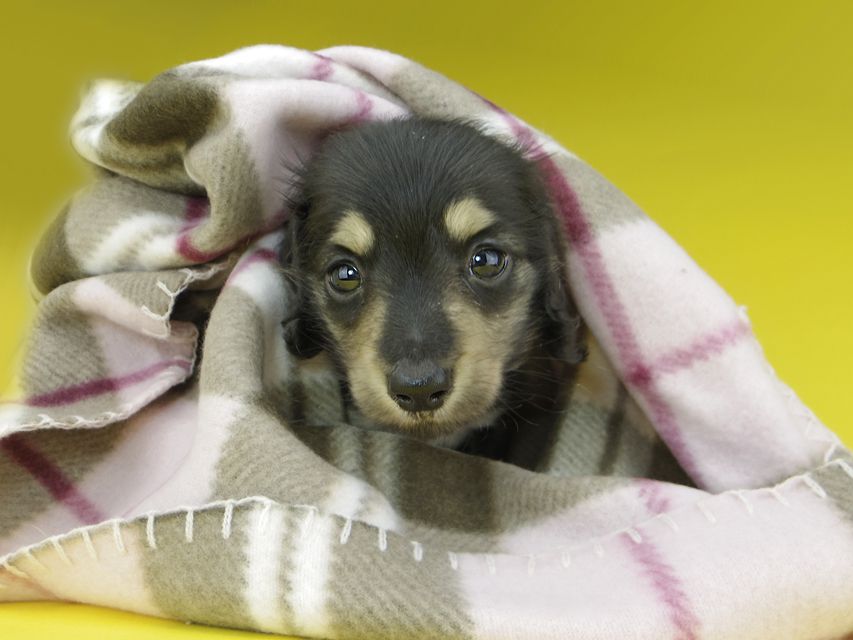 カニンヘンダックスフンド コリン & スカッシュの子犬 ブラックイエロー（ブラッククリーム） 男の子