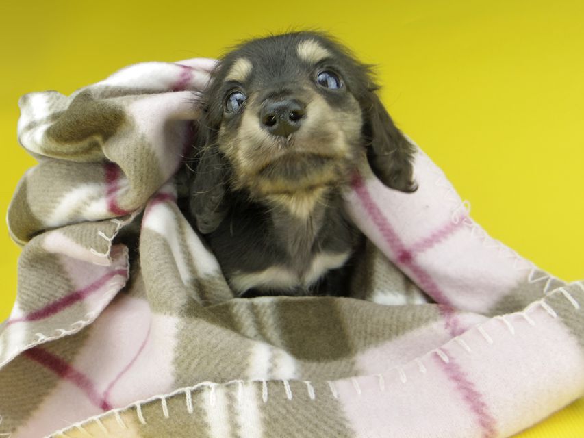 カニンヘンダックスフンド コリン & スカッシュの子犬 ブラックイエロー（ブラッククリーム） 男の子