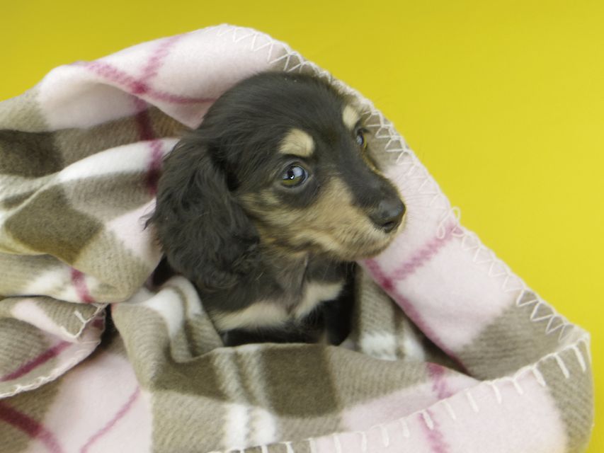 カニンヘンダックスフンド コリン & スカッシュの子犬 ブラックイエロー（ブラッククリーム） 男の子