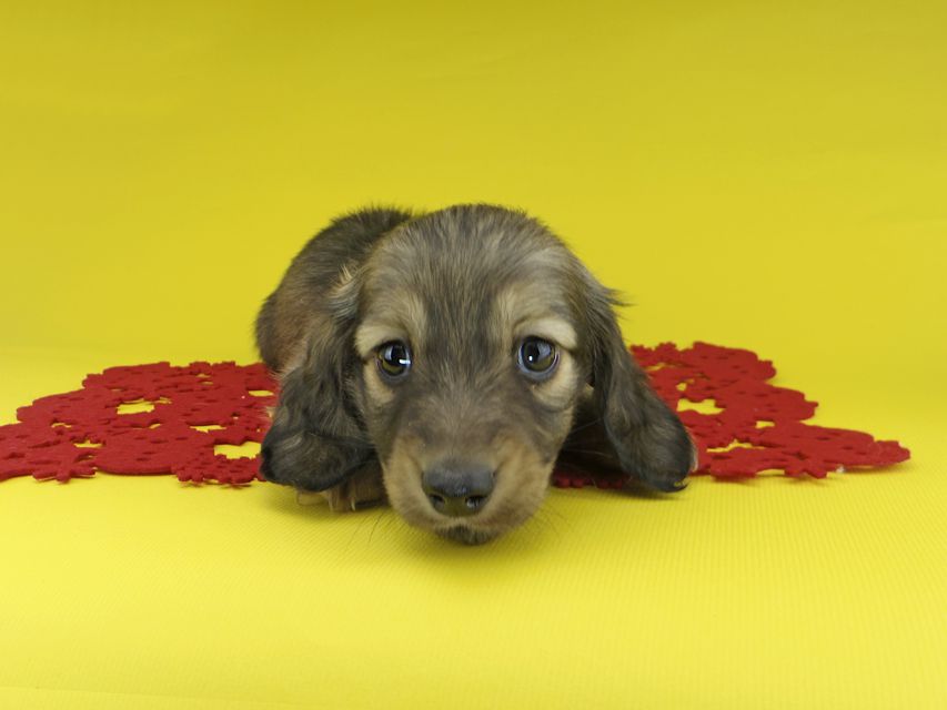 カニンヘンダックスフンド ソフィア & ジムの子犬 イエロー（クリーム） 男の子