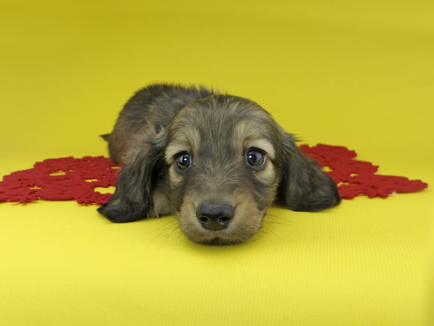 カニンヘンダックスフンド ソフィア & ジムの子犬 イエロー（クリーム） 男の子