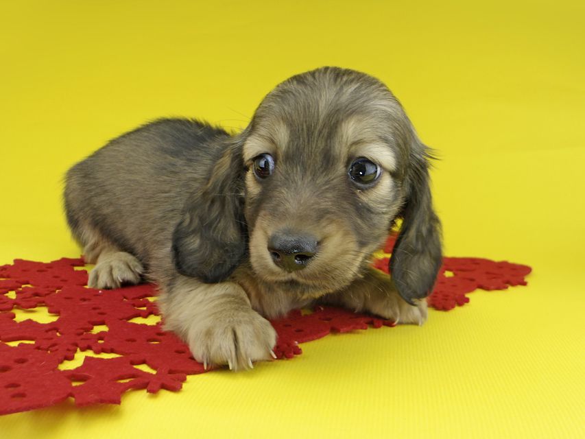 カニンヘンダックスフンド ソフィア & ジムの子犬 イエロー（クリーム） 男の子