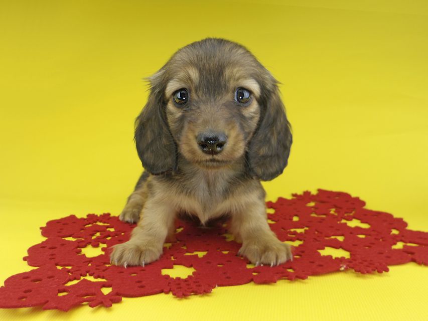 カニンヘンダックスフンド ソフィア & ジムの子犬 レッド 女の子_IGP1503 カニンヘンダックスフンド ソフィア & ジムの子犬 レッド 女の子