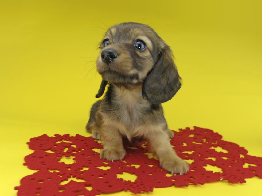 カニンヘンダックスフンド ソフィア & ジムの子犬 レッド 女の子_IGP1507 カニンヘンダックスフンド ソフィア & ジムの子犬 レッド 女の子