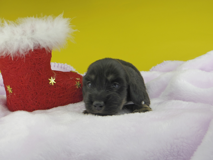 カニンヘンダックスフンド ひなプリ & ナイトの子犬 ブラックイエロー（ブラッククリーム） 男の子