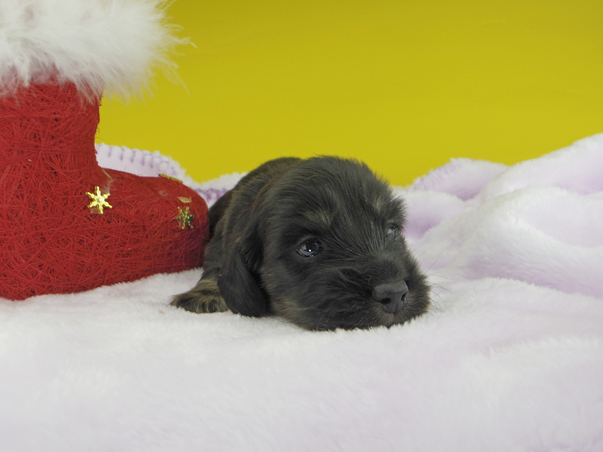 カニンヘンダックスフンド ひなプリ & ナイトの子犬 ブラックイエロー（ブラッククリーム） 男の子