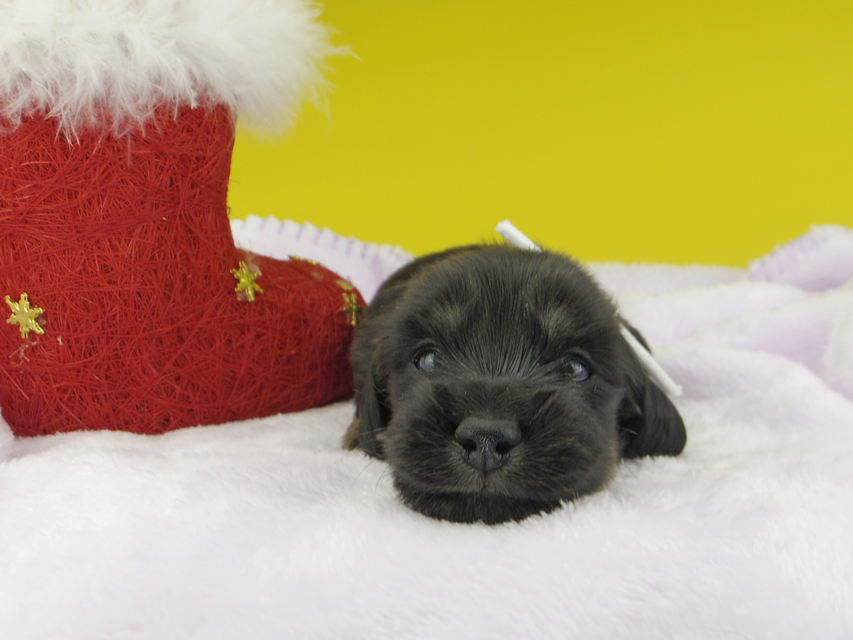 カニンヘンダックスフンド ひなプリ & ナイトの子犬 ブラックイエロー（ブラッククリーム） 男の子