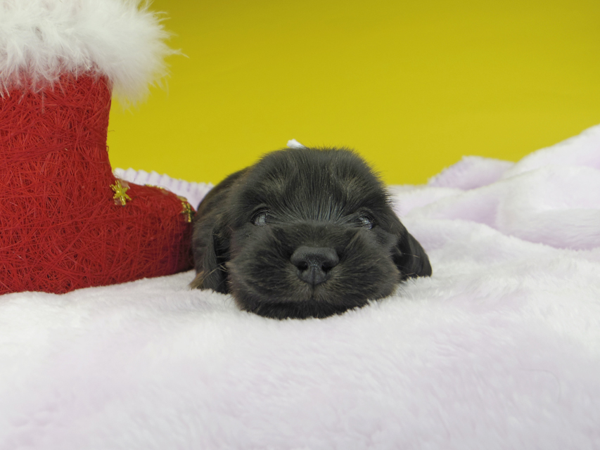 カニンヘンダックスフンド ひなプリ & ナイトの子犬 ブラックイエロー（ブラッククリーム） 男の子