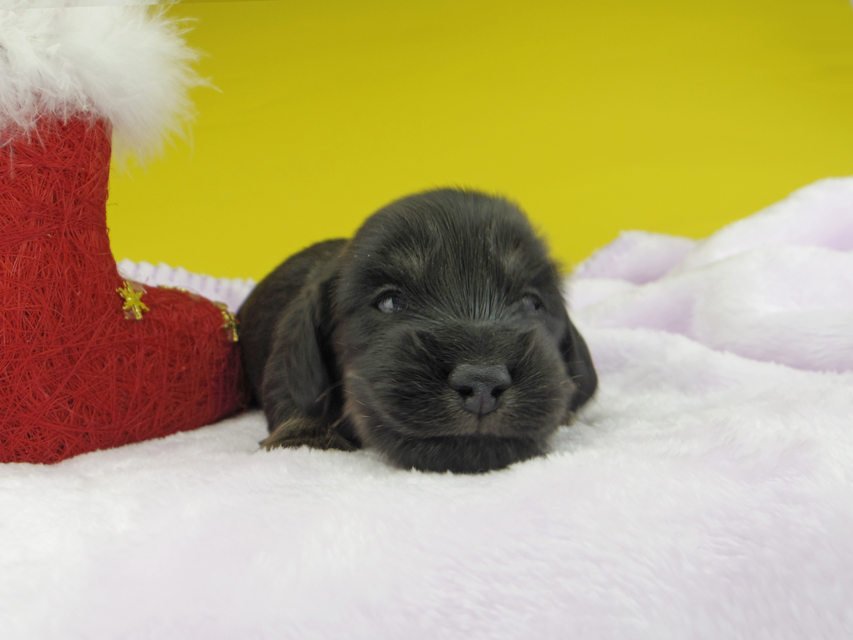カニンヘンダックスフンド ひなプリ & ナイトの子犬 ブラックイエロー（ブラッククリーム） 男の子