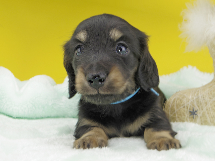 カニンヘンダックスフンド すず & 朝日の子犬 ブラックイエロー（ブラッククリーム） 男の子（1）