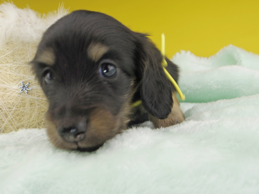 カニンヘンダックスフンド すず & 朝日の子犬 ブラックイエロー（ブラッククリーム） 男の子（2）