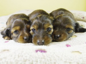 亜俐 カニンヘン 1/17出産しました。レッド男の子1，レッド女の子2