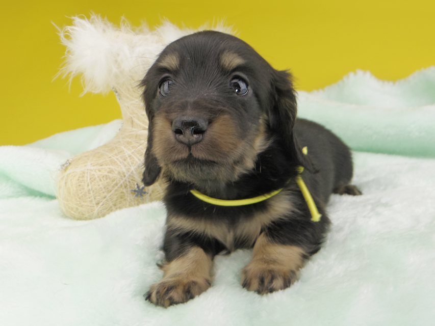 カニンヘンダックスフンド すず & 朝日の子犬 ブラックイエロー（ブラッククリーム） 男の子（2）