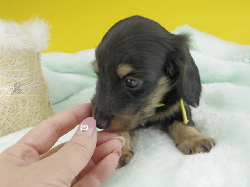 カニンヘンダックスフンド すず & 朝日の子犬 ブラックイエロー（ブラッククリーム） 男の子（2）