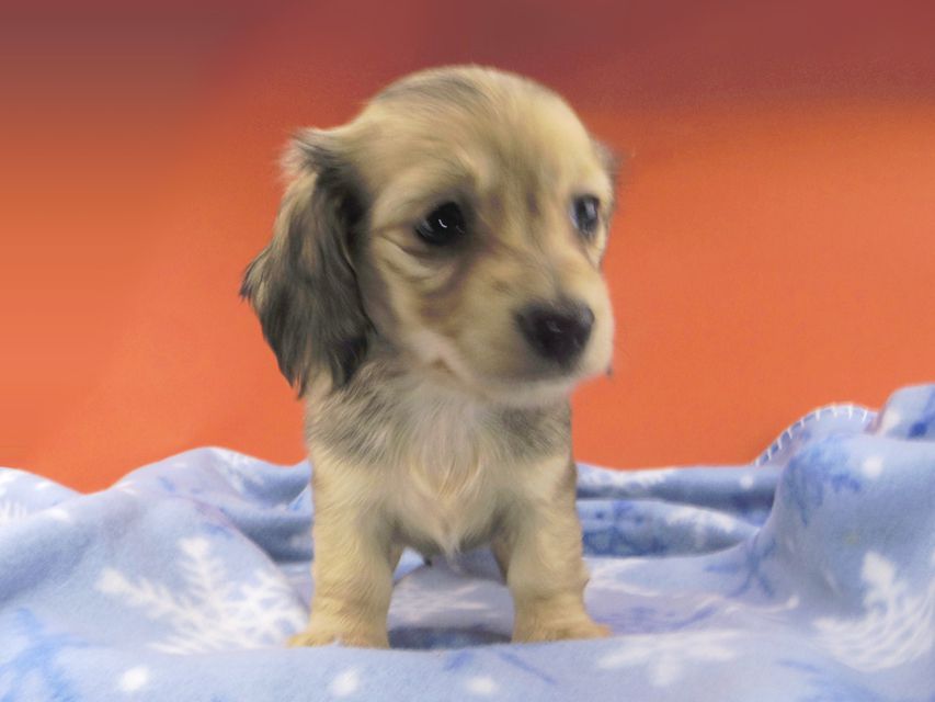 カニンヘンダックスフンド チャーム & スカッシュの子犬 イエロー（クリーム） 女の子