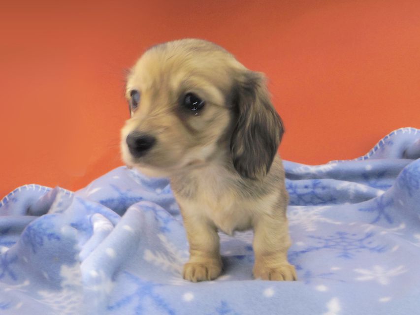 カニンヘンダックスフンド チャーム & スカッシュの子犬 イエロー（クリーム） 女の子