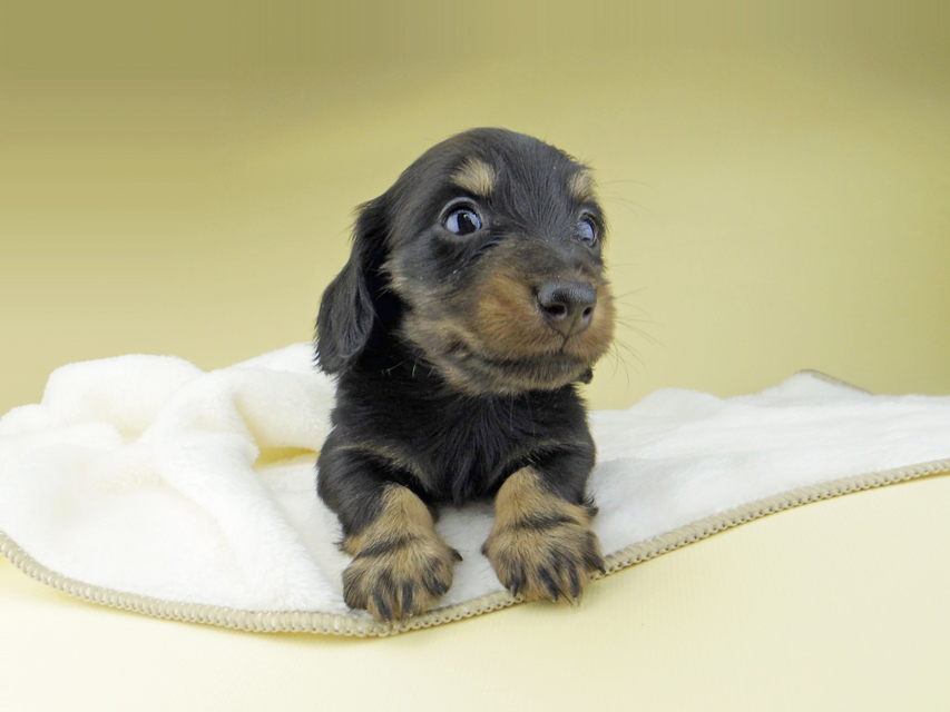 カニンヘン ダックスフンド パセリ & ナイトの子犬 ブラックイエロー(ブラッククリーム) 男の子_IGP1695 カニンヘン ダックスフンド パセリ & ナイトの子犬 ブラックイエロー(ブラッククリーム) 男の子