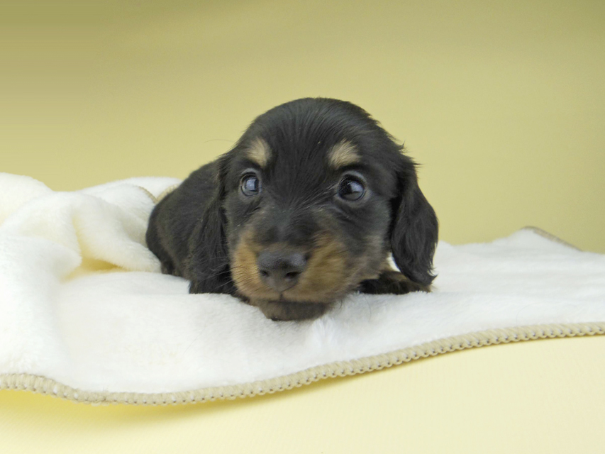 カニンヘン ダックスフンド パセリ & ナイトの子犬 ブラックイエロー(ブラッククリーム) 男の子_IGP1701 カニンヘン ダックスフンド パセリ & ナイトの子犬 ブラックイエロー(ブラッククリーム) 男の子