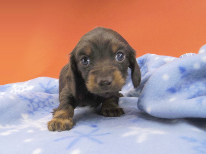 カニンヘンダックスフンド ジャム & ブルースの子犬 チョコタン 女の子_IGP1720 カニンヘンダックスフンド ジャム & ブルースの子犬 チョコタン 女の子