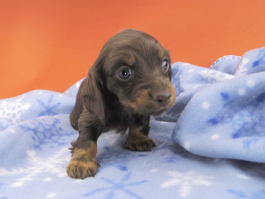 カニンヘンダックスフンド ジャム & ブルースの子犬 チョコタン 女の子_IGP1721 カニンヘンダックスフンド ジャム & ブルースの子犬 チョコタン 女の子