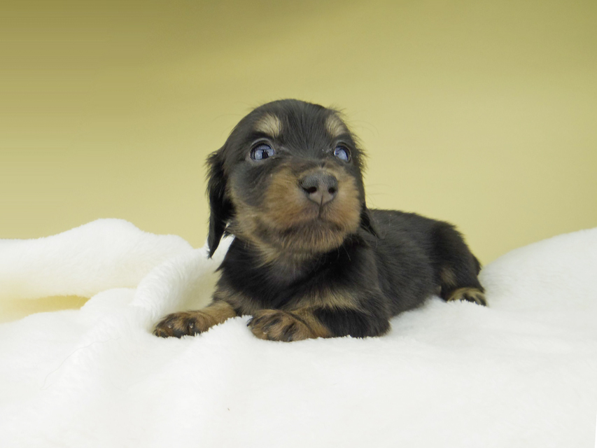 カニンヘン ダックスフンド パセリ & ナイトの子犬 ブラックイエロー(ブラッククリーム) 女の子_IGP1760 カニンヘン ダックスフンド パセリ & ナイトの子犬 ブラックイエロー(ブラッククリーム) 女の子