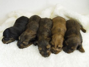 ミニチュアダックス サリーアン 1/29出産しました