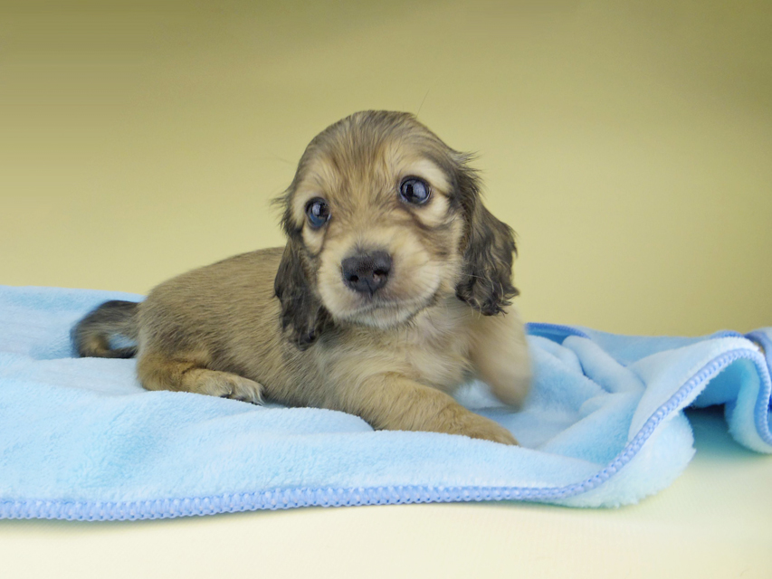 カニンヘン ダックスフンド オーロラ & スカッシュの子犬 イエロー（クリーム） 女の子