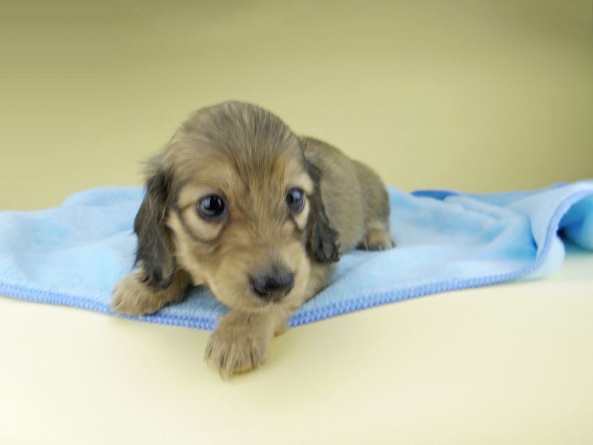 カニンヘン ダックスフンド オーロラ & スカッシュの子犬 イエロー（クリーム） 女の子