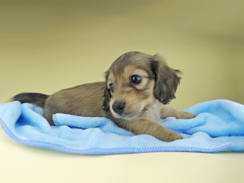 カニンヘン ダックスフンド オーロラ & スカッシュの子犬 イエロー（クリーム） 女の子