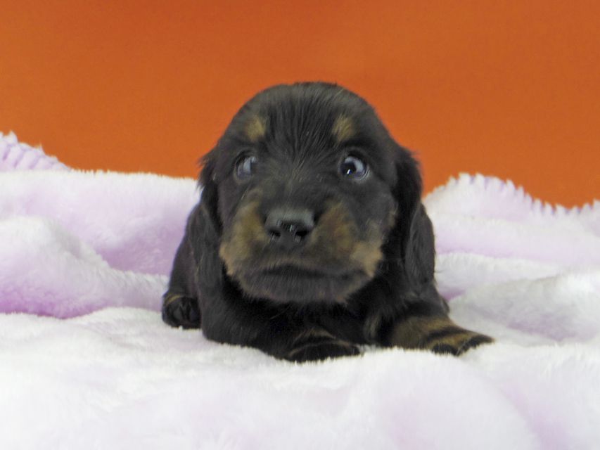 カニンヘンダックスフンド ジルcs & ブルースの子犬 ブラックタン 女の子