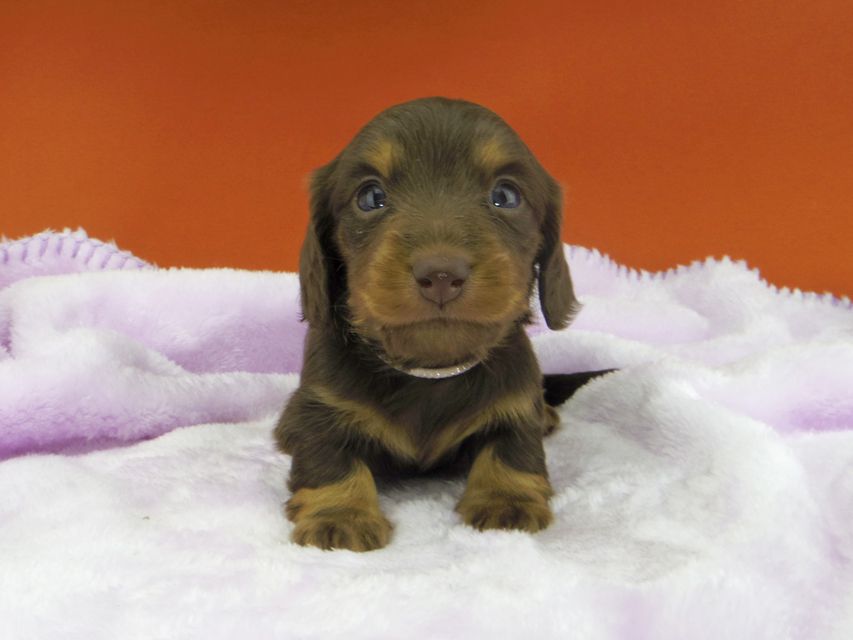 カニンヘンダックスフンド ジルcs & ブルースの子犬 チョコタン 女の子_IGP1859 カニンヘンダックスフンド ジルcs & ブルースの子犬 チョコタン 女の子