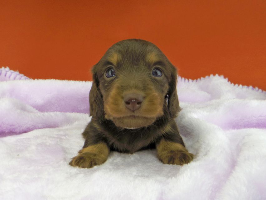 カニンヘンダックスフンド ジルcs & ブルースの子犬 チョコタン 女の子_IGP1866 カニンヘンダックスフンド ジルcs & ブルースの子犬 チョコタン 女の子