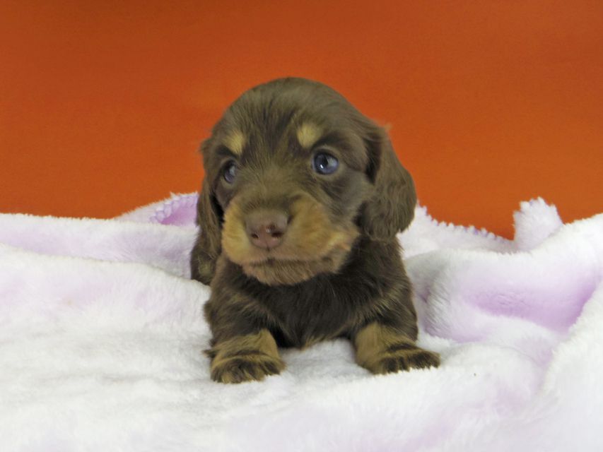 カニンヘンダックスフンド ジルcs & ブルースの子犬 チョコイエロー（チョコクリーム） 女の子